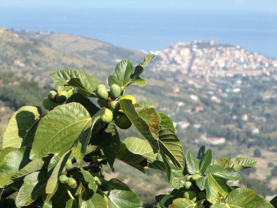 Casale San Martino Acomodação com café da manhã Laureana Cilento Exterior foto